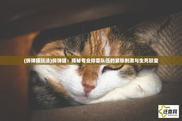 (拆弹猫玩法)拆弹猫：揭秘专业排雷队伍的紧张刺激与生死较量